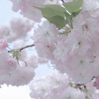 兽设幻想物种设计Furry群